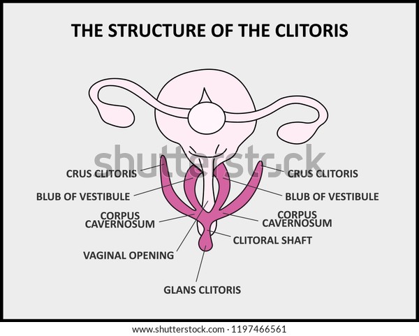The structure of the\
clitoris, a medical poster female anatomy vagina. vector\
illustration. eps 10