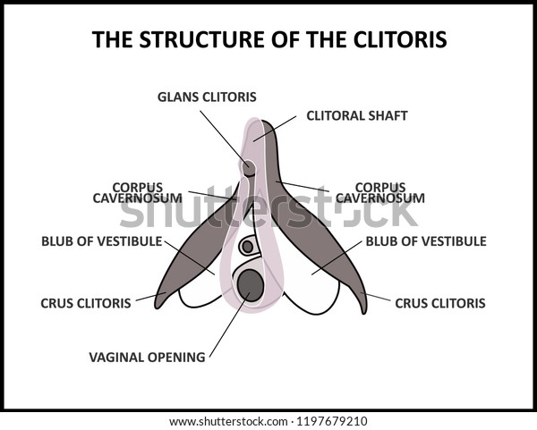 The structure of the clitoris, a medical poster\
female anatomy vagina