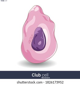  structure of club cell also known as Clara cells of respiratory system vector illustration