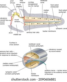 structure of the cochlea vector illustration