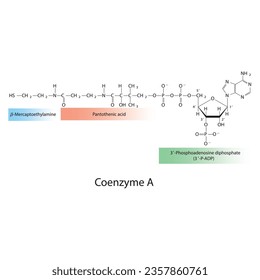 Structure of Coenzyme A showing β-Mercaptoethylamine, Pantothenic acid and 3P-ADP - biomolecule, co factor skeletal structure diagram on on white background. Scientific diagram vector illustration.