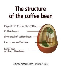 The structure of the coffee bean. vector.