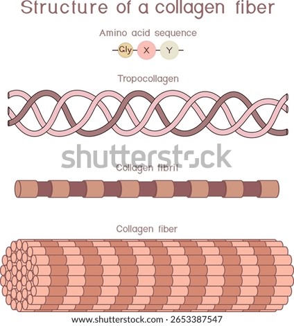 Structure of collagen fiber for biology lessons