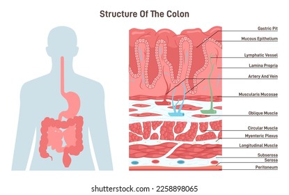 Structure of the colon. Human digestive system anatomy. Intestinal villi in the surface of intestinal. Epithelial and goblet cells. Healthy digestive system. Flat vector illustration