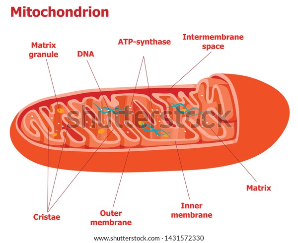 Structure Components Typical Mitochondrion Stock Vector (Royalty Free ...