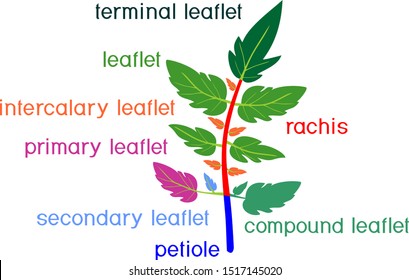 Structure of compound leaf of tomato plant isolated on white background