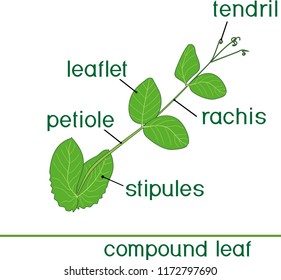 Structure of compound plant leaf with title. Green leaf of pea