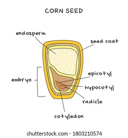 Structure of corn seed, vector infographics. Biology and botany science banner, illustration.