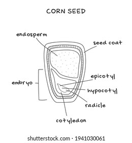Structure of corn seed, vector infographics. Biology and botany science banner, illustration.
