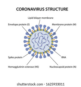 Structure of coronavirus with corresponding designations. Microbiology. Vector illustration in flat style isolated over white background. 