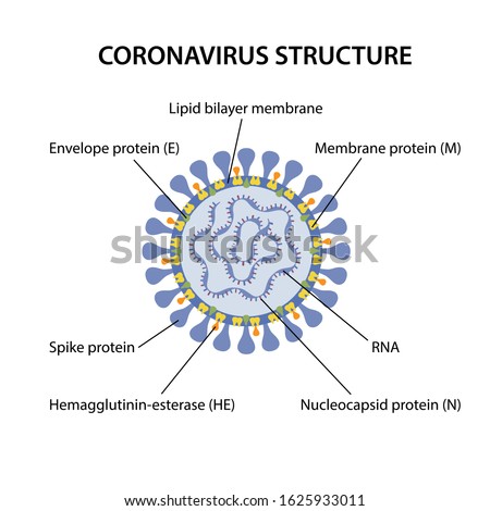 Structure of coronavirus with corresponding designations. Microbiology. Vector illustration in flat style isolated over white background.  Stock photo © 