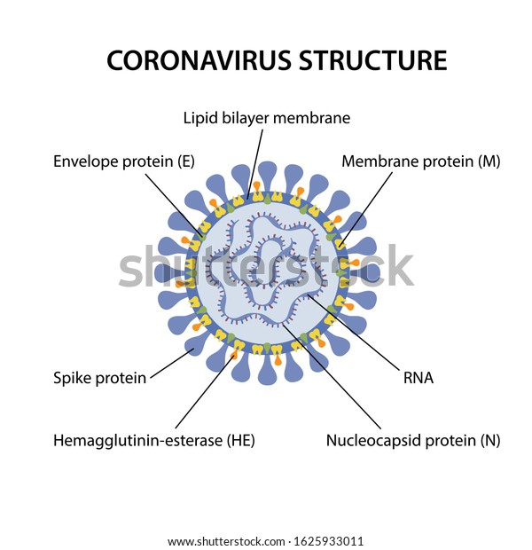 Structure Coronavirus Corresponding Designations Microbiology Vector ...