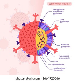 Structure of the coronavirus CoVID-19 at the molecular level. Vector illustration in flat style