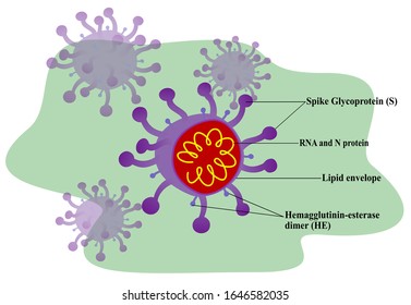 The Structure Of Coronavirus. Envelope, Hemagglutinin-esterase, Glycoprotein, RNA, Protein. Virus 2019-nCoV Under The Microscope. EPS10 Vector Illustration