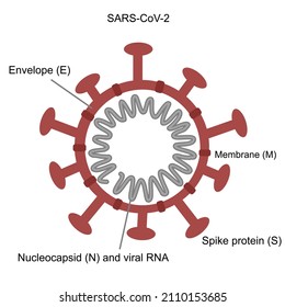 The Structure Of COVID-19 Or SARS-CoV-2: Envelope (E), Membrane(M), Spike(S), RNA Virus, Nucleocapsid(N) Protein