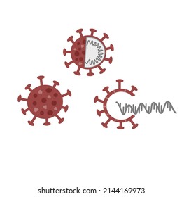 The structure of COVID-19 or SARS-CoV-2: Envelope (E), Membrane(M), Spike(S), RNA virus, nucleocapsid(N) Protein that shown various style of virion icon that including outside and inside  of molecules