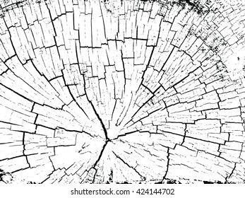 structure of cracks of wood