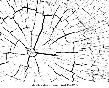 structure of cracks of wood