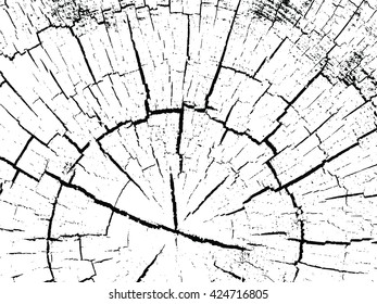 structure of cracks of wood