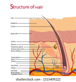 Structure and cycles of hair growth on a human head under a microscope close-up. Vector illustration. Hair under the skin.