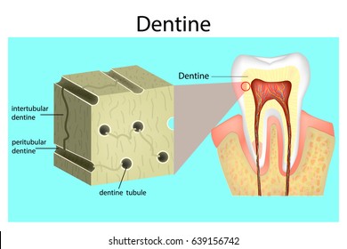 Structure of Dentine. Parts of a tooth, including dentine.