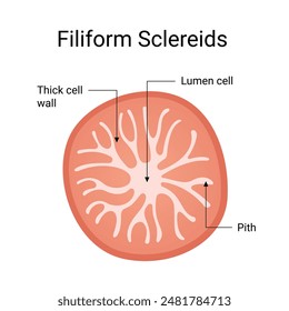 Structure Design of Filiform Sclereids