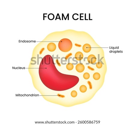 Structure Diagram of Foam Cells