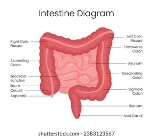 Structure diagram of human intestine