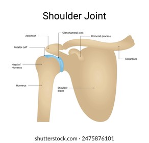 Structure diagram of human shoulder joint