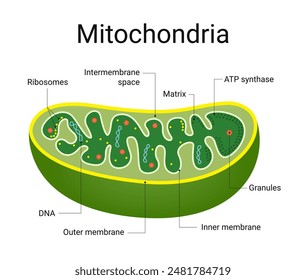 Structure Diagram of Microbiology Mitochondria 