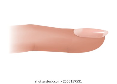 Structure and diagram of the nail. Cross-section and anatomy of nails