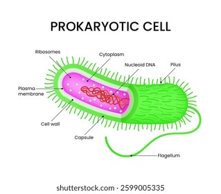 Structure Diagram of Prokaryotic Cell