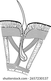 Structure diagram of seta of earthworm for biology lessons	