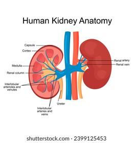 Strukturdiagramm zur Anatomie der menschlichen Nieren