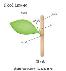 Structure Of  Dicot Leaves 