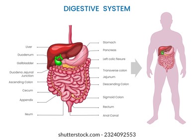 The structure of the digestive system includes the mouth, esophagus, stomach, intestines, and associated glands, enabling food processing and nutrient absorption