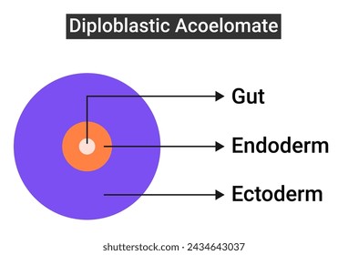 The Structure of Diploblastic Acoelomate