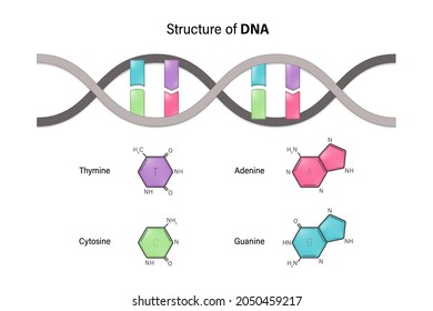 Structure Dna Deoxyribonucleic Acid Nitrogenous Base Stock Vector ...