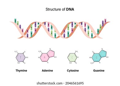 Structure of DNA. Deoxyribonucleic acids. Nitrogenous base and Sugar phosphate backbone. Thymine, Adenine, Cytosine, Guanine.