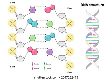 Structure of DNA. Deoxyribonucleic acids. Nitrogenous base (Thymine, Adenine, Cytosine or Guanine), Sugar (deoxyribose) and Phosphate group. DNA nucleotide. 