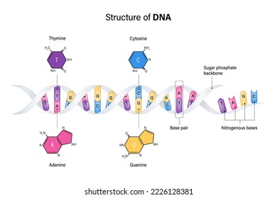 Structure of DNA. Deoxyribonucleic acids. Nitrogenous base and Sugar phosphate backbone. Thymine, Adenine, Cytosine, Guanine. Vector for genetic studies.