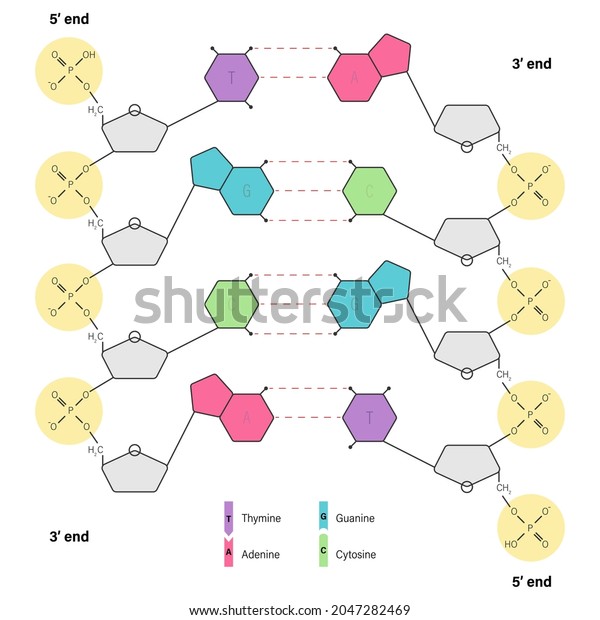 Structure of DNA. Deoxyribonucleic acids.
Nitrogenous base (Thymine, Adenine, Cytosine or Guanine), Sugar
(deoxyribose) and Phosphate group. DNA nucleotide.

