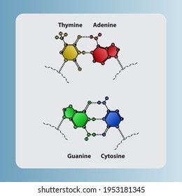 Structure of DNA diagram showing 2 and 3 hydrogen bonds between nucleotides - Adenosine, Thymine, Cytosine, Guanine