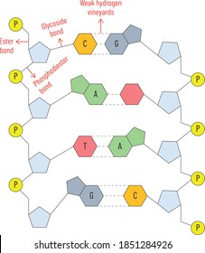 Structure Of The DNA Molecule. Cytosine, Guanine, Adenine, Thymine