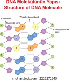 Estructura de la molécula de ADN, ilustrador educativo