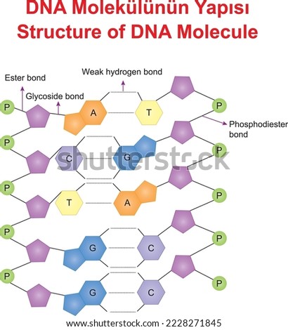 Structure of DNA Molecule, education illustrator