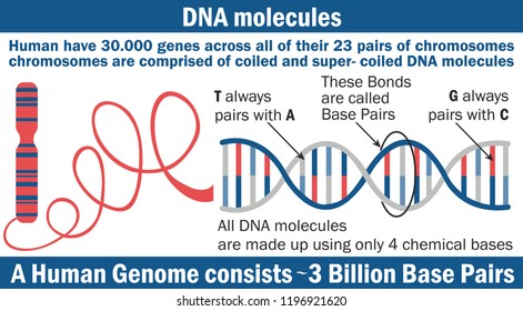 The structure of the DNA molecule. Infographic elements with DNA structure. Chromosome and DNA vector illustration.