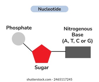 The Structure Of DNA Nucleotide