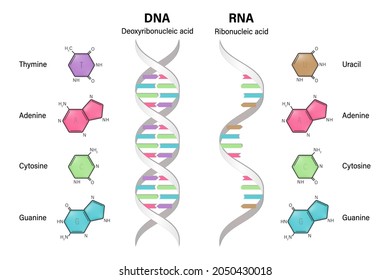 Structure of DNA and RNA.  Deoxyribonucleic acid. Ribonucleic acid. Difference between the nitrogenous bases of DNA and RNA.