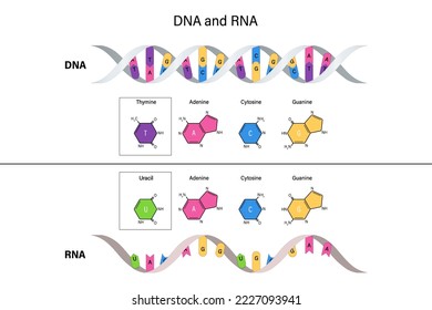 Structure of DNA and RNA. Deoxyribonucleic acid. Ribonucleic acid. Thymine, Adenine, Cytosine, Guanine and Uracil.